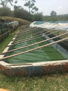 Jerome spirulina tanks - total advance central africa charity fish farm business.jpg