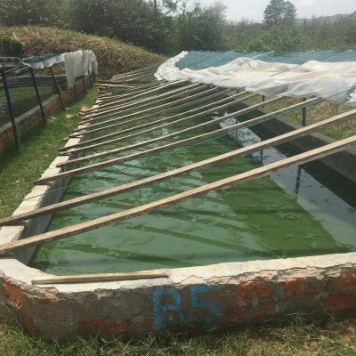 Jerome spirulina tanks - total advance central africa charity fish farm business.jpg